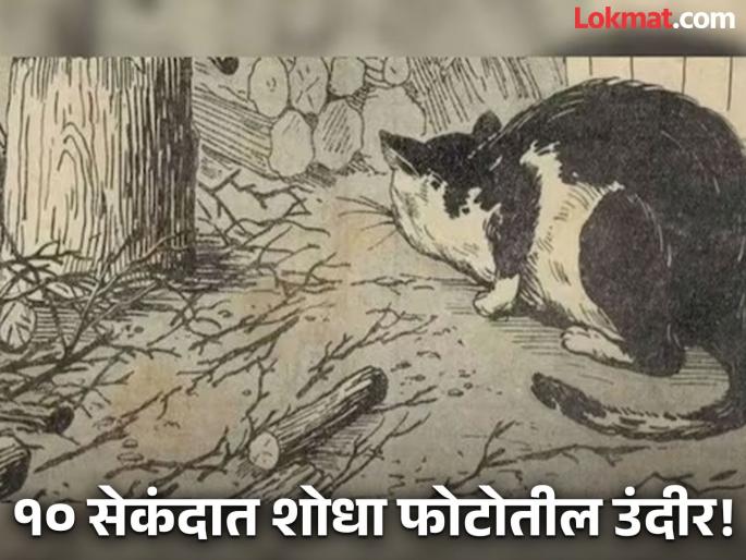 Optical illusion : Can you spot a rat in this picture within 10 seconds | शिकारीच्या भीतीनं मांजरीच्या जवळच लपून बसला आहे उंदीर, बघा तुम्हाला तरी दिसतो का! Optical illusion : Can you spot a rat in this picture within 10 seconds | शिकारीच्या भीतीनं मांजरीच्या जवळच लपून बसला आहे उंदीर, बघा तुम्हाला तरी दिसतो का!