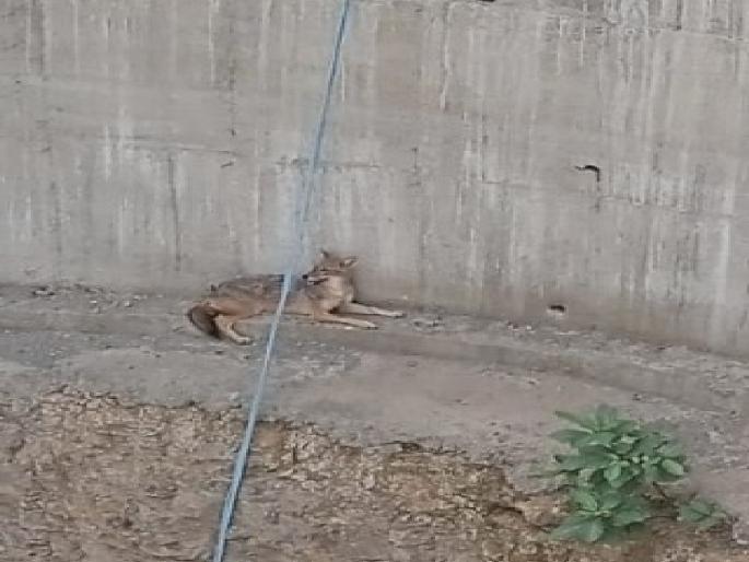 Life for a fox who fell into a seventy foot well, Rescue team's three hour operation in Arvi Koregaon Taluka Satara District | सत्तर फूट विहिरीत पडलेल्या कोल्ह्याला जीवदान, रेस्क्यू टीमची तीन तास मोहीम Life for a fox who fell into a seventy foot well, Rescue team's three hour operation in Arvi Koregaon Taluka Satara District | सत्तर फूट विहिरीत पडलेल्या कोल्ह्याला जीवदान, रेस्क्यू टीमची तीन तास मोहीम