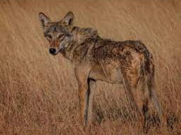 A reserve for Indian wolf in Dubai kuran Atpadi Taluka of Sangli District | लांडग्यांसाठी आटपाडीतील डुबई कुरण राखीव, राज्य शासनाची घोषणा A reserve for Indian wolf in Dubai kuran Atpadi Taluka of Sangli District | लांडग्यांसाठी आटपाडीतील डुबई कुरण राखीव, राज्य शासनाची घोषणा