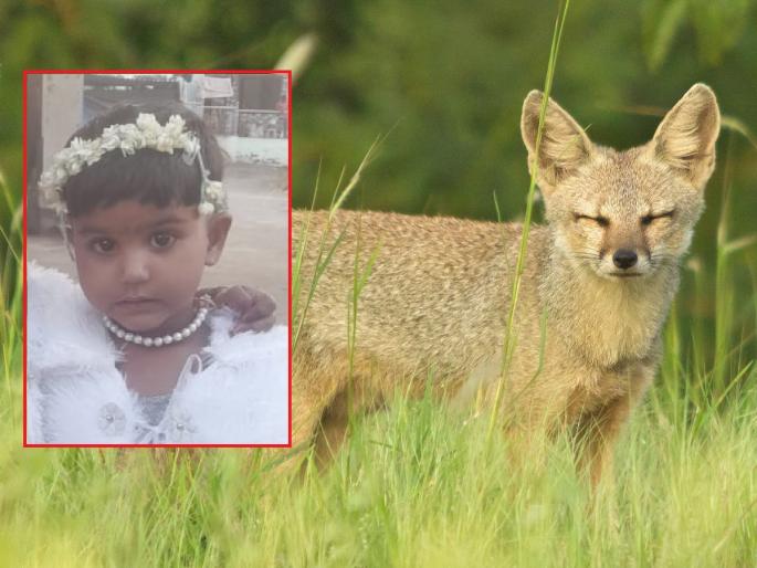 The parents were plucking cotton in the field, suddenly the fox bite the head of the child | आई-वडील शेतात कापूस वेचत होते, अचानक कोल्ह्याने चिमुकलीच्या डोक्याचा तोडला लचका The parents were plucking cotton in the field, suddenly the fox bite the head of the child | आई-वडील शेतात कापूस वेचत होते, अचानक कोल्ह्याने चिमुकलीच्या डोक्याचा तोडला लचका