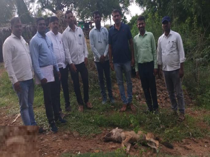 A wolf from Daribadchi is infected with rabies, Five people were attacked | Sangli: दरीबडची येथील लांडग्याला रेबीजची लागण, पाच जणांवर केला होता हल्ला 