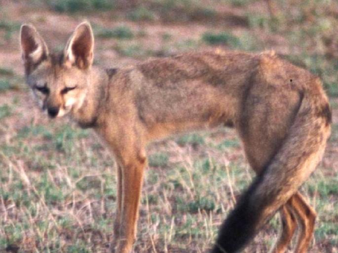 A fox attacked farmers in Aurwad area of ​​Kolhapur district | Kolhapur: पिसाळलेल्या कोल्ह्याचा सात शेतकऱ्यांवर हल्ला, ऊसतोड मजुरांनी भीतीने शेताकडे फिरविली पाठ