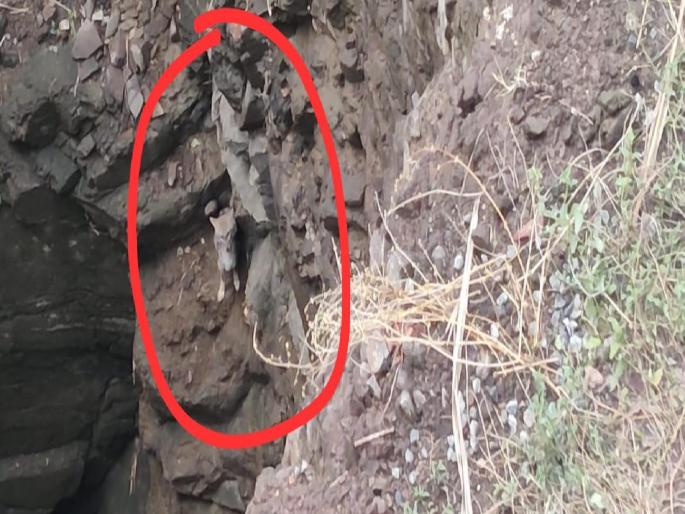 a fox spent four days sitting on the stone in the well in solapur | विहिरीतील दगडावर बसून कोल्ह्याने काढले चार दिवस  a fox spent four days sitting on the stone in the well in solapur | विहिरीतील दगडावर बसून कोल्ह्याने काढले चार दिवस