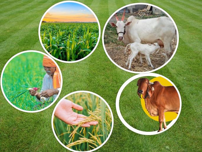 The condition of the number of farmers producing companies in Marathwada and Vidarbha will be relaxed | मराठवाडा व विदर्भातील शेतकरी उत्पादक कंपन्यांच्या संख्येची अट शिथिल