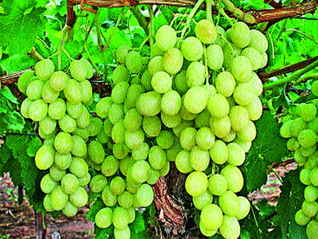 Decrease in demand for grapes in the district | जिल्ह्यात द्राक्षांच्या मागणीत घट Decrease in demand for grapes in the district | जिल्ह्यात द्राक्षांच्या मागणीत घट