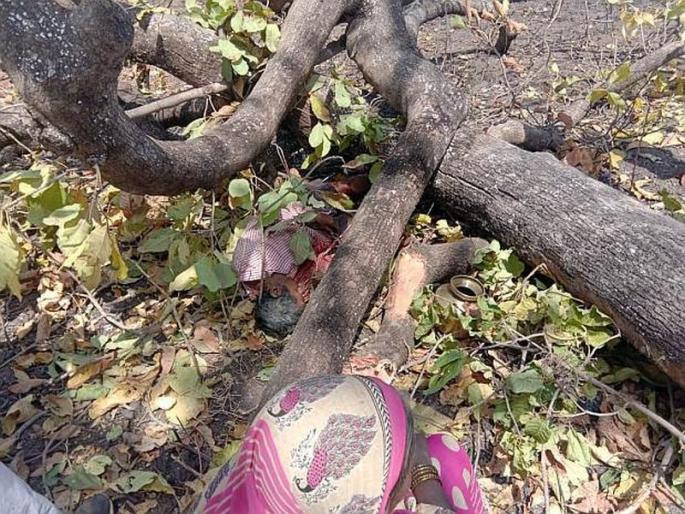 The farmer dies after falling on a tree and mourns the victim's family in amravati | झाड अंगावर पडून शेतकऱ्याचा मृत्यू, पीडित कुटंबावर शोककळा The farmer dies after falling on a tree and mourns the victim's family in amravati | झाड अंगावर पडून शेतकऱ्याचा मृत्यू, पीडित कुटंबावर शोककळा