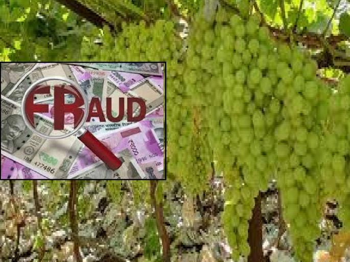 Fraud of 50 lakhs from farmers of grape orchards in Sangli district, fraud case against three | Sangli: द्राक्ष बागायत शेतकऱ्यांची ५० लाखांची फसवणूक, तिघांविरुद्ध फसवणूकीचा गुन्हा  Fraud of 50 lakhs from farmers of grape orchards in Sangli district, fraud case against three | Sangli: द्राक्ष बागायत शेतकऱ्यांची ५० लाखांची फसवणूक, तिघांविरुद्ध फसवणूकीचा गुन्हा