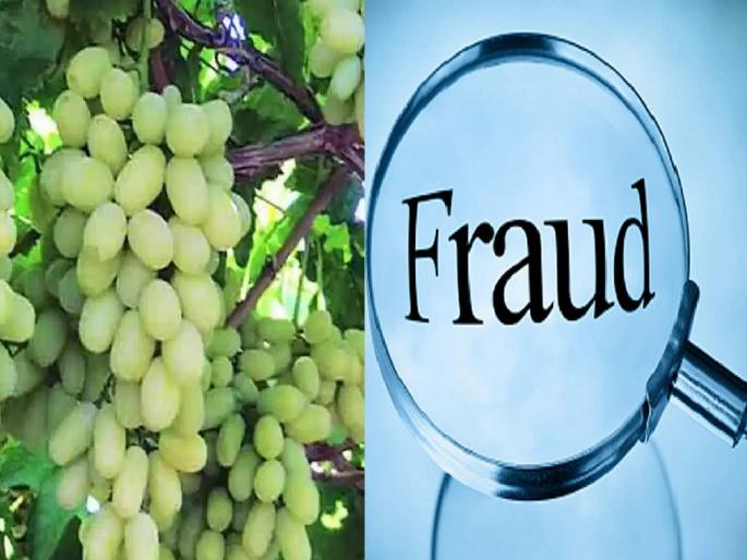 Grape grower robbed of 16 lakh in Sangli, case registered against four | Sangli: द्राक्ष बागायतदारास १६ लाखांचा गंडा, चौघांवर गुन्हा दाखल Grape grower robbed of 16 lakh in Sangli, case registered against four | Sangli: द्राक्ष बागायतदारास १६ लाखांचा गंडा, चौघांवर गुन्हा दाखल
