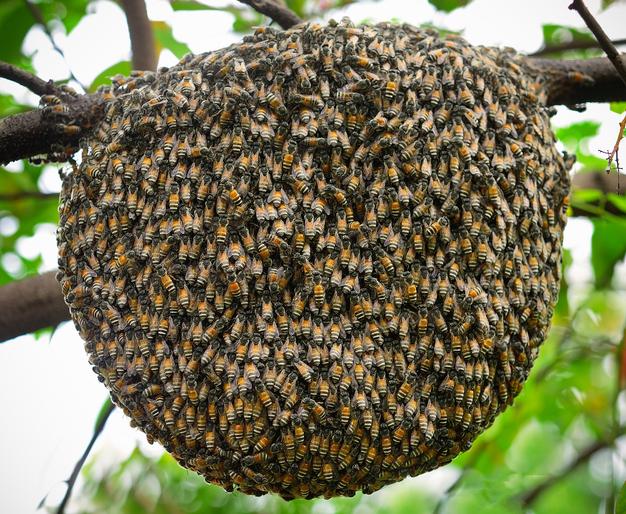 World Bee Breeding Day; Success of beekeeping business from bee study | जागतिक मधमाशी संवर्धन दिन; मधमाशा अभ्यासातून मधनिर्मिती व्यवसायाचे यश World Bee Breeding Day; Success of beekeeping business from bee study | जागतिक मधमाशी संवर्धन दिन; मधमाशा अभ्यासातून मधनिर्मिती व्यवसायाचे यश