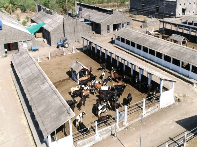 Free hosing cowshade and save costs in dairy farming | दुग्धव्यवसायात मुक्त गोठा करा आणि खर्च वाचवा Free hosing cowshade and save costs in dairy farming | दुग्धव्यवसायात मुक्त गोठा करा आणि खर्च वाचवा