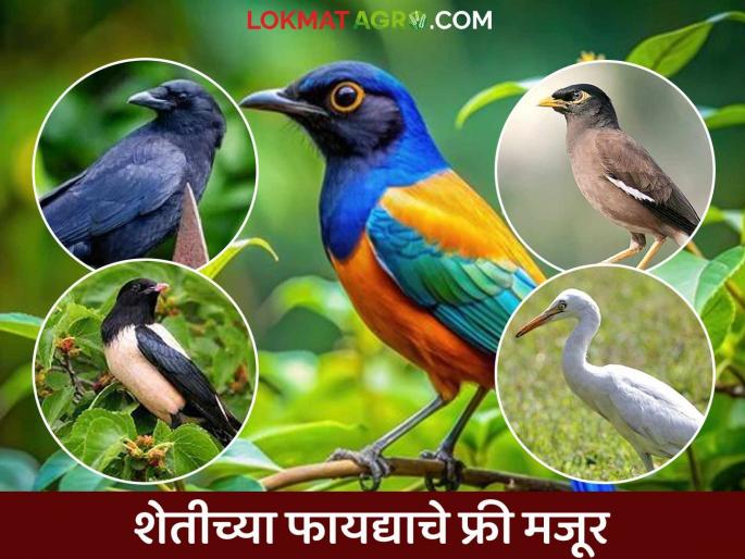 Crows, hawks, mynas, herons are beneficial for agriculture; they are free laborers of nature for pest control | कावळा, भोरड्या, मैना, बगळे शेतीच्या लई फायद्याचे; कीड नियंत्रणासाठी राबतात मोफत मजूर निसर्गाचे Crows, hawks, mynas, herons are beneficial for agriculture; they are free laborers of nature for pest control | कावळा, भोरड्या, मैना, बगळे शेतीच्या लई फायद्याचे; कीड नियंत्रणासाठी राबतात मोफत मजूर निसर्गाचे