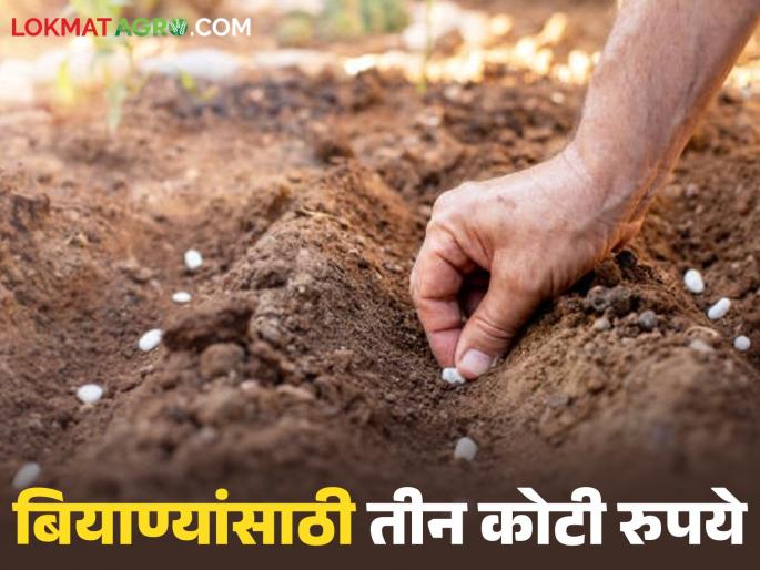 Latest News Agriculture News Affected farmers of Nashik will get Rs 3 crore for free seeds through DBT | नाशिकच्या बाधित शेतकऱ्यांना मोफत बियाण्यांसाठी तीन कोटी रुपये, डीबीटीद्वारे मिळणार  Latest News Agriculture News Affected farmers of Nashik will get Rs 3 crore for free seeds through DBT | नाशिकच्या बाधित शेतकऱ्यांना मोफत बियाण्यांसाठी तीन कोटी रुपये, डीबीटीद्वारे मिळणार