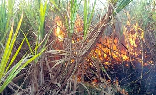 'This is an example of how Shiv Sena ministers strangle farmers', devendra fadanvis on shiv sena | 'शिवसेनेचे मंत्री शेतकऱ्यांचा कसा गळा घोटतात, त्याचेच हे उदाहरण'