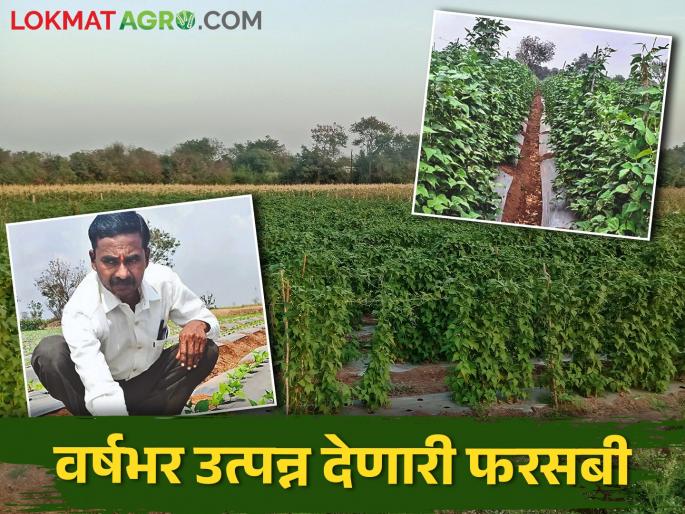 vegetable crop which gives short duration perennial yield is a boon to drought prone areas | कमी कालावधीतील बारमाही उत्पन्न देणारे हे भाजीपाला पिक ठरतंय दुष्काळी भागाला वरदान