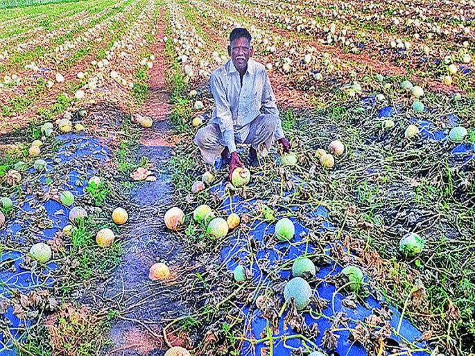 Lokmat Bandhavar! Sir, how can we survive? farmers aks question | लोकमत बांधावर! साहेब, आम्ही जगावे तरी कसे? Lokmat Bandhavar! Sir, how can we survive? farmers aks question | लोकमत बांधावर! साहेब, आम्ही जगावे तरी कसे?