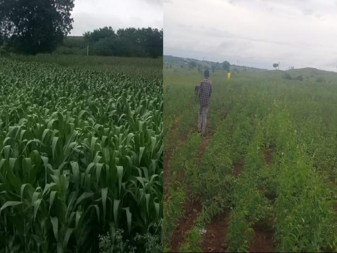 Kharif sowing in Satara district is 106 percent  | वरुणराजा पावला; सातारा जिल्ह्यात खरीप पेरणी १०६ टक्के 