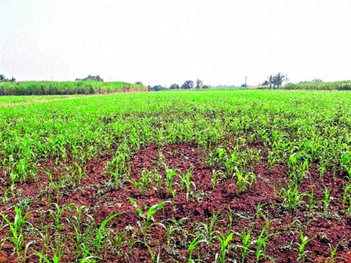 Threatened by water, due to lack of water, farmers worried | पाण्याअभावी ज्वारीने टाकली मान, शेतकरी चिंताग्रस्त Threatened by water, due to lack of water, farmers worried | पाण्याअभावी ज्वारीने टाकली मान, शेतकरी चिंताग्रस्त