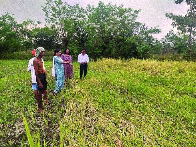 Damage due to rain: Five farmers hit in Mangaon | पावसामुळे नुकसान : माणगावमध्ये ४४१२ शेतकऱ्यांना फटका Damage due to rain: Five farmers hit in Mangaon | पावसामुळे नुकसान : माणगावमध्ये ४४१२ शेतकऱ्यांना फटका