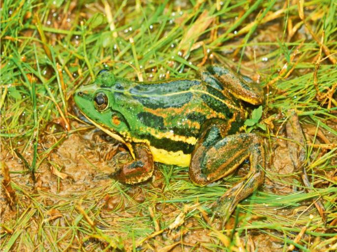 Discovery of a new species of frog in Sindhudurga; Named as Phrynoderma Konkani | सिंधुदुर्गात बेडकाच्या नव्या प्रजातीचा शोध; ‘फ्रायनोडर्मा कोंकणी ‘ असे केले नामकरण Discovery of a new species of frog in Sindhudurga; Named as Phrynoderma Konkani | सिंधुदुर्गात बेडकाच्या नव्या प्रजातीचा शोध; ‘फ्रायनोडर्मा कोंकणी ‘ असे केले नामकरण