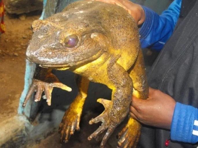 Worlds largest frog Goliath lives in African countries, Which weigh up to 3 kilograms | इथे आढळतात जगातले सर्वात मोठ्या आकाराचे बेडूक, रिसर्चमधून आश्चर्यकारक गोष्टी समोर Worlds largest frog Goliath lives in African countries, Which weigh up to 3 kilograms | इथे आढळतात जगातले सर्वात मोठ्या आकाराचे बेडूक, रिसर्चमधून आश्चर्यकारक गोष्टी समोर