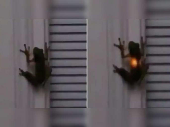 frog swallows firefly people see light in the frog's stomach video goes viral | बेडकाच्या पोटात लागते लाईट, ही वेगळी प्रजाती की काही भलतंच, जाणून घ्या सत्य