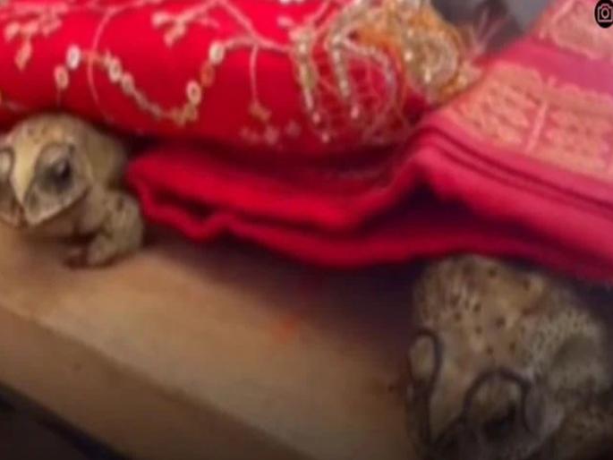 Strange act of people to make it rain The wedding of two frogs | पाऊस पडावा म्हणून लोकांचं अजब कृत्य; लावले दोन बेडकांचे लग्न! Strange act of people to make it rain The wedding of two frogs | पाऊस पडावा म्हणून लोकांचं अजब कृत्य; लावले दोन बेडकांचे लग्न!