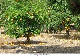 Water level dropped; froot crops in danger in Akola district | पाण्याची पातळी घसरली; अकोला जिल्ह्यातील १५ हजारावर हेक्टरवरील फळबागा धोक्यात Water level dropped; froot crops in danger in Akola district | पाण्याची पातळी घसरली; अकोला जिल्ह्यातील १५ हजारावर हेक्टरवरील फळबागा धोक्यात