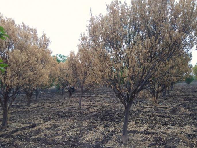 The orange garden in the 20 acres area has dried up | तोरणाळा येथील २० एकर क्षेत्रातील संत्रा बागा सुकल्या