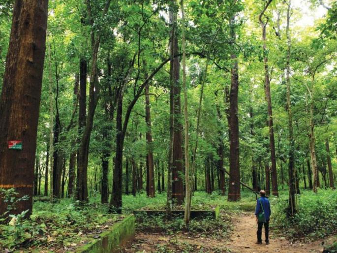 For the first time, the digital counting of the forest mine, the Revelo app launched | पहिल्यांदाच वनजमिनींची डिजीटल मोजणी, रेव्हेलो अॅपने शुभारंभ For the first time, the digital counting of the forest mine, the Revelo app launched | पहिल्यांदाच वनजमिनींची डिजीटल मोजणी, रेव्हेलो अॅपने शुभारंभ