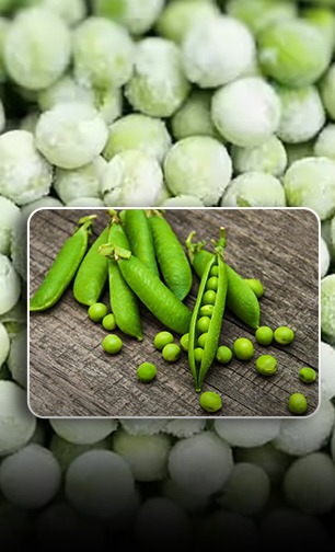 How different are frozen peas from fresh peas? Is it safe or not to eat them? | फ्रोजन मटार खाणं तब्येतीसाठी घातक की चांगलं? या प्रश्नाचं उत्तर तुम्हाला माहिती हवंच.. How different are frozen peas from fresh peas? Is it safe or not to eat them? | फ्रोजन मटार खाणं तब्येतीसाठी घातक की चांगलं? या प्रश्नाचं उत्तर तुम्हाला माहिती हवंच..