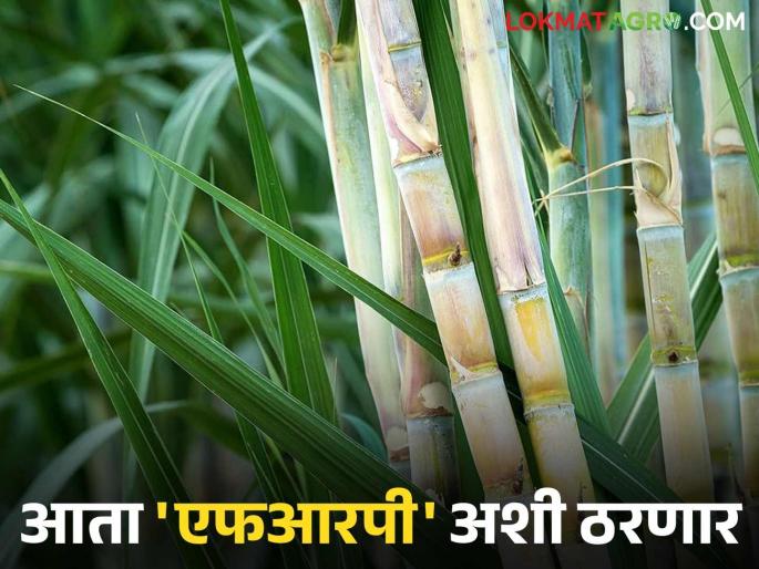 The central government has given 'this' decision to fix the FRP; will the sugarcane price be like this now? | एफआरपी निश्चित करण्यासाठी केंद्र शासनाने दिला 'हा' निणर्य; आता असा ठरणार उसाचा दर?