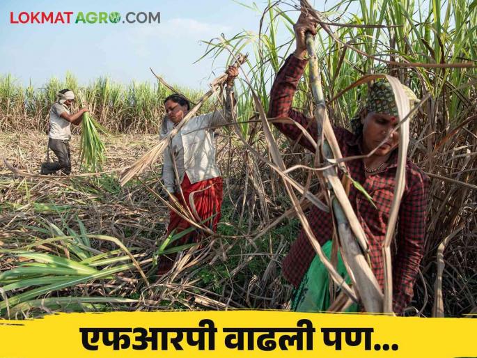 Sugarcane FRP : The production cost has doubled, Who benefits from increased FRP? read in detail | Sugarcane FRP : उत्पादन खर्च झाला दुप्पट वाढीव एफआरपीचा फायदा नक्की कुणाला? वाचा सविस्तर Sugarcane FRP : The production cost has doubled, Who benefits from increased FRP? read in detail | Sugarcane FRP : उत्पादन खर्च झाला दुप्पट वाढीव एफआरपीचा फायदा नक्की कुणाला? वाचा सविस्तर