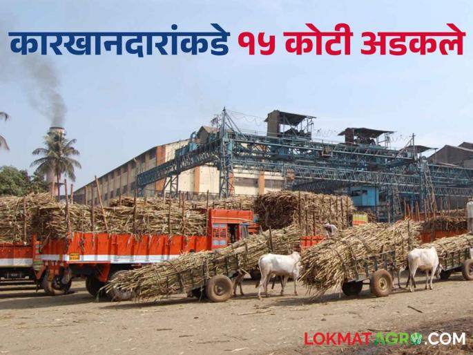 Sugarcane FRP; sugar prices also increased or not we will get 100 rupees above FRP? | Sugarcane FRP साखरेचे दरही वाढले आमचे एफआरपीच्या वरील १०० रुपये मिळणार की नाही? Sugarcane FRP; sugar prices also increased or not we will get 100 rupees above FRP? | Sugarcane FRP साखरेचे दरही वाढले आमचे एफआरपीच्या वरील १०० रुपये मिळणार की नाही?