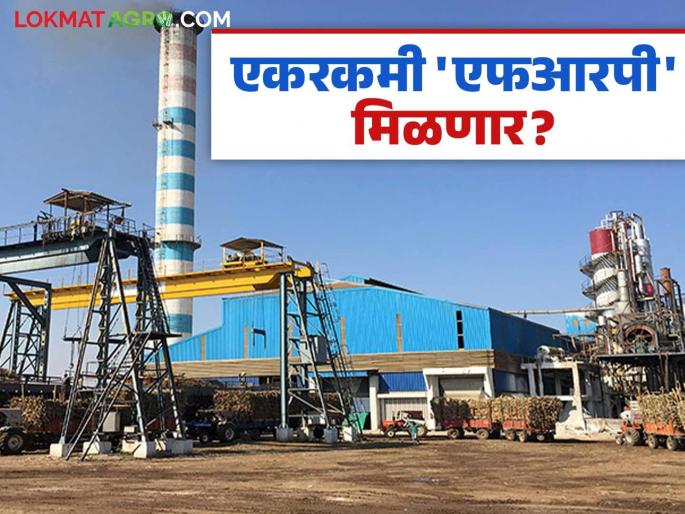 Sugarcane FRP : What was the decision of the High Court regarding providing lump sum FRP to sugarcane; Read in detail | Sugarcane FRP : उसाला एकरकमी एफआरपी देण्यासंदर्भात उच्च न्यायालयाने काय दिला निर्णय? वाचा सविस्तर Sugarcane FRP : What was the decision of the High Court regarding providing lump sum FRP to sugarcane; Read in detail | Sugarcane FRP : उसाला एकरकमी एफआरपी देण्यासंदर्भात उच्च न्यायालयाने काय दिला निर्णय? वाचा सविस्तर