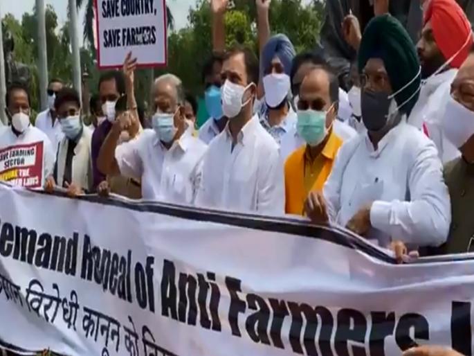 Monsoon Session: Rahul Gandhi-led agitation in Parliament against Agriculture Act | Monsoon Session: कृषी कायद्याविरोधात राहुल गांधींच्या नेतृत्वात काँग्रेसचे संसदेत आंदोलन Monsoon Session: Rahul Gandhi-led agitation in Parliament against Agriculture Act | Monsoon Session: कृषी कायद्याविरोधात राहुल गांधींच्या नेतृत्वात काँग्रेसचे संसदेत आंदोलन