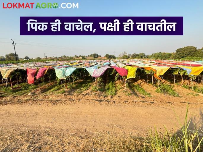 To save the crops from the birds, the farmer did a native trick | पिकांना पक्ष्यांपासून वाचविण्यासाठी शेतकऱ्याने केलं देशी जुगाड To save the crops from the birds, the farmer did a native trick | पिकांना पक्ष्यांपासून वाचविण्यासाठी शेतकऱ्याने केलं देशी जुगाड