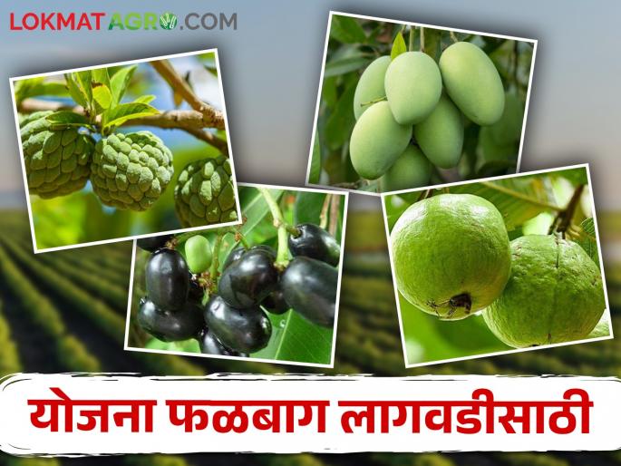 Now you can also plant orchards on farm bund and get subsidy | आता शेताच्या बांधावरही करू शकता फळबाग लागवड आणि मिळवू शकता अनुदान