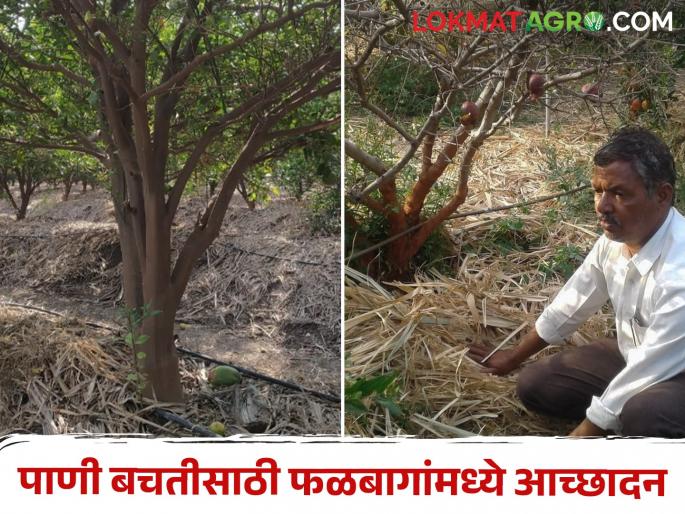 Latest News Cover fruit trees with wheat husk, sugarcane husk etc. in summer | Fruit Crop : उन्हाळ्यात फळझाडांना आच्छादन करण्यासाठी काय-काय वस्तु वापराल? वाचा सविस्तर  Latest News Cover fruit trees with wheat husk, sugarcane husk etc. in summer | Fruit Crop : उन्हाळ्यात फळझाडांना आच्छादन करण्यासाठी काय-काय वस्तु वापराल? वाचा सविस्तर