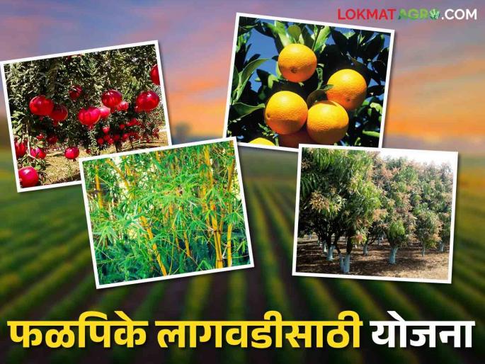 Apply here for this plan for fruit crops, flower crops and bamboo cultivation | फळपिके, फुलपिके व बांबू लागवड अनुदानासाठी अर्ज करा