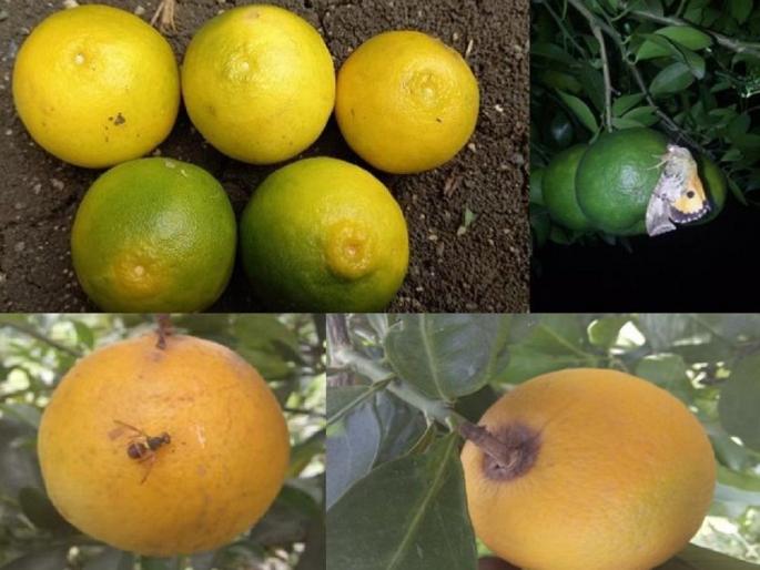 Orange Ambia Bahar fruit drop | संत्र्याच्या आंबिया बहाराला गळती Orange Ambia Bahar fruit drop | संत्र्याच्या आंबिया बहाराला गळती