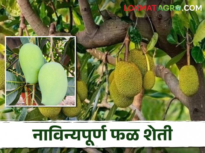 Latest News Annual income of four lakhs in two acres, gadchiroli farmers story | Success Story : दोन एकरांत चार लाखांचं वार्षिक उत्पन्न, शेतकऱ्याने फळशेतीतून साधली किमया  Latest News Annual income of four lakhs in two acres, gadchiroli farmers story | Success Story : दोन एकरांत चार लाखांचं वार्षिक उत्पन्न, शेतकऱ्याने फळशेतीतून साधली किमया