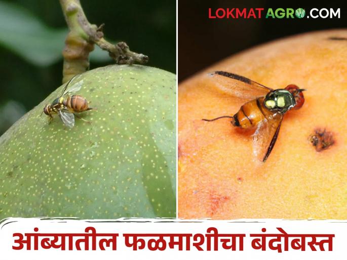 Simple solutions to manage fruit fly in mango crop | आंबा पिकातील फळमाशीचे व्यवस्थापन करण्यासाठी सोपे उपाय Simple solutions to manage fruit fly in mango crop | आंबा पिकातील फळमाशीचे व्यवस्थापन करण्यासाठी सोपे उपाय