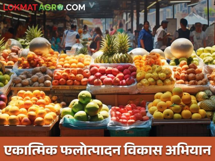 Latest News Government support for post-harvest management of fruit crops | फळ पिकांचे नुकसान टाळण्यासाठी काढणीनंतर व्यवस्थापन कसं कराल? ही योजना फायदेशीर  Latest News Government support for post-harvest management of fruit crops | फळ पिकांचे नुकसान टाळण्यासाठी काढणीनंतर व्यवस्थापन कसं कराल? ही योजना फायदेशीर