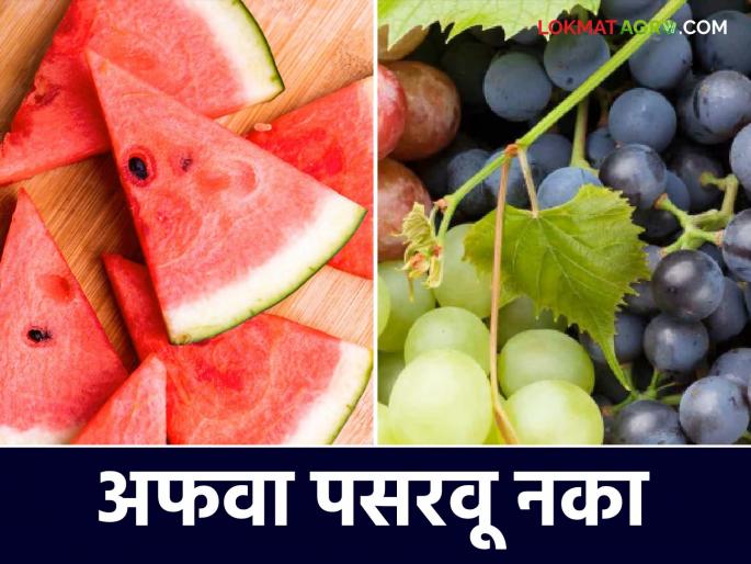 Farmers suffer losses due to rumors; Rumors are being spread that injections are being given to fruits | अफवांमुळे शेतकऱ्यांचे नुकसान; फळात इंजेक्शन दिले जात असल्याची पसरवली जाते अफवा Farmers suffer losses due to rumors; Rumors are being spread that injections are being given to fruits | अफवांमुळे शेतकऱ्यांचे नुकसान; फळात इंजेक्शन दिले जात असल्याची पसरवली जाते अफवा