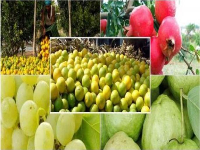 23 percent applications in fruit crop insurance scheme are fake | फळपीक विमा योजनेत २३ टक्के अर्ज बनावट; सर्वाधिक जालना जिल्ह्यातील 23 percent applications in fruit crop insurance scheme are fake | फळपीक विमा योजनेत २३ टक्के अर्ज बनावट; सर्वाधिक जालना जिल्ह्यातील