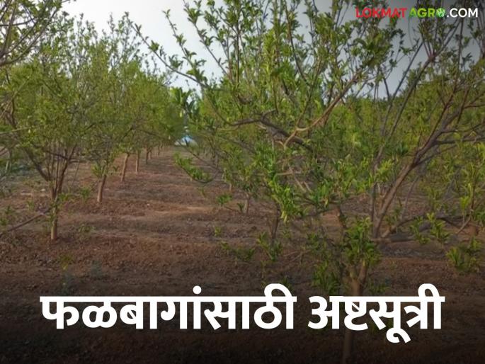How to manage fruit orchards in summer season? How do you take care? | उन्हाळी हंगामात फळबागेचे व्यवस्थापन कसे कराल? कशी घ्याल काळजी How to manage fruit orchards in summer season? How do you take care? | उन्हाळी हंगामात फळबागेचे व्यवस्थापन कसे कराल? कशी घ्याल काळजी