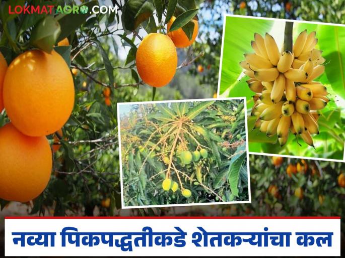 latest news Fruit Plantation Subsidy: Overcoming natural disasters! Farmers in Yavatmal take up new farming ventures Read in detail | Fruit Plantation Subsidy : निसर्ग प्रकोपावर मात! यवतमाळमधील शेतकऱ्यांनी घेतला नव्या शेतीचा ध्यास वाचा सविस्तर