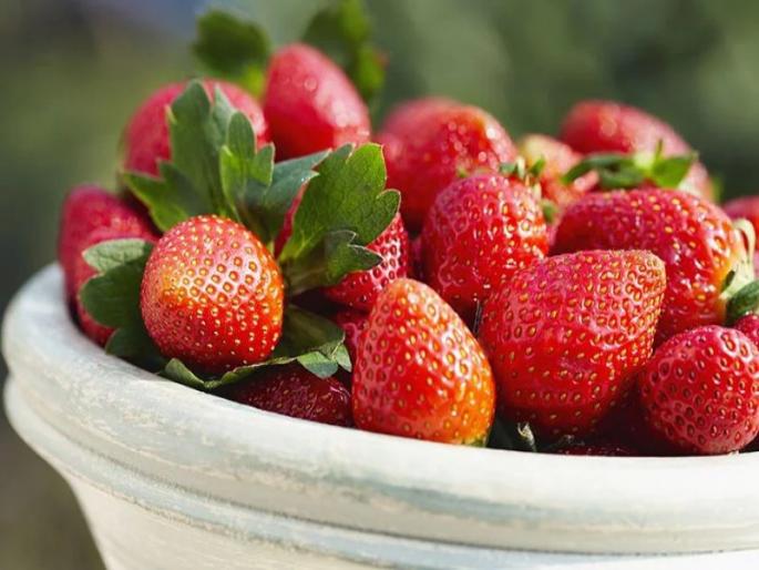 The demand for greedy strawberries increased But due to decrease in income, the price increase | लालचुटूक स्ट्राॅबेरीची मागणी वाढली; मात्र आवक कमी झाल्याने दरात वाढ The demand for greedy strawberries increased But due to decrease in income, the price increase | लालचुटूक स्ट्राॅबेरीची मागणी वाढली; मात्र आवक कमी झाल्याने दरात वाढ