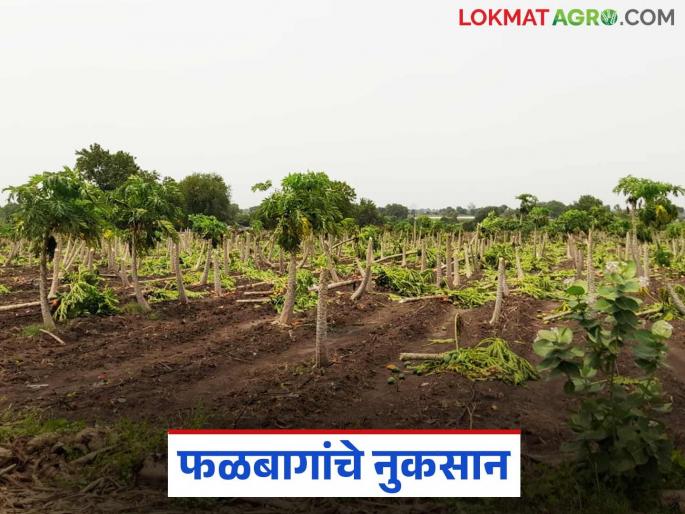 latest news Marathawada Rain: Rains in Marathwada; Winds throw farmers' calculations into disarray | Marathawada Rain : मराठवाड्यात मृगाचा पाऊस बसरसला; वाऱ्याने उधळलं शेतकऱ्यांचं गणित
