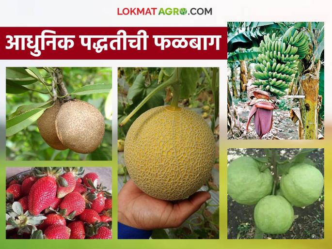 Falbag Lagvad: latest news Fruit orchard cultivation has increased in 'this' district; Farmers are getting huge income Read in detail | Falbag Lagvad: 'या' जिल्ह्यात फळबाग लागवड वाढली; शेतकऱ्यांना मिळतेय भरघोस उत्पन्न वाचा सविस्तर Falbag Lagvad: latest news Fruit orchard cultivation has increased in 'this' district; Farmers are getting huge income Read in detail | Falbag Lagvad: 'या' जिल्ह्यात फळबाग लागवड वाढली; शेतकऱ्यांना मिळतेय भरघोस उत्पन्न वाचा सविस्तर